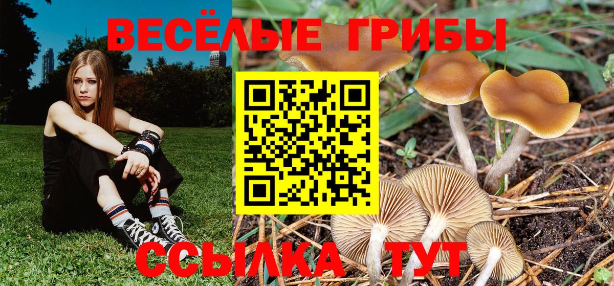 Псилоцибиновые грибы GOLDEN TEACHER Сосновый Бор